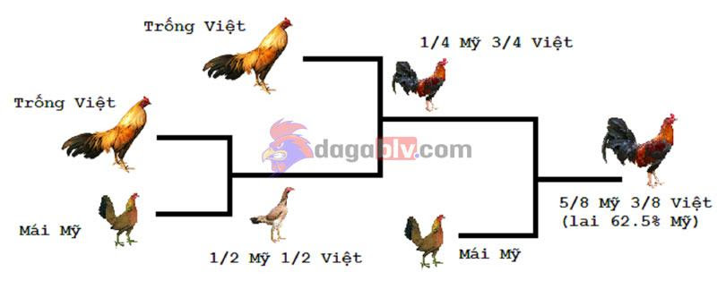 Kỹ thuật đổ gà đá xuất sắc, hiệu quả lấy giống tốt nhất 3 Kỹ thuật đổ gà đá xuất sắc, hiệu quả lấy giống tốt nhất Cách lai ba dòng phổ biến