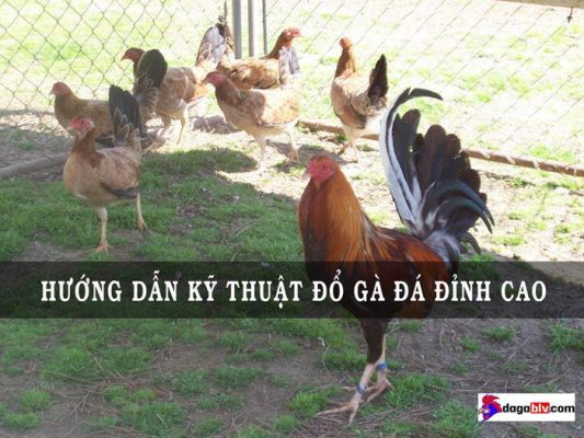 kỹ thuật đổ gà đá