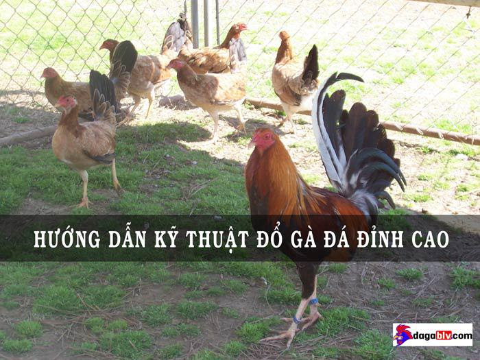 Kỹ thuật đổ gà đá xuất sắc, hiệu quả lấy giống tốt nhất 1 Kỹ thuật đổ gà đá xuất sắc, hiệu quả lấy giống tốt nhất kỹ thuật đổ gà đá