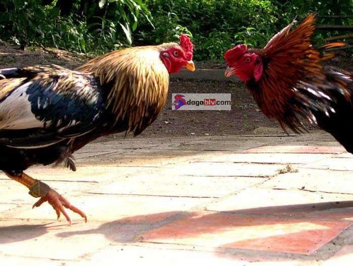 Kỹ thuật đổ gà đá xuất sắc, hiệu quả lấy giống tốt nhất 4 Kỹ thuật đổ gà đá xuất sắc, hiệu quả lấy giống tốt nhất Một số phương pháp lai khác