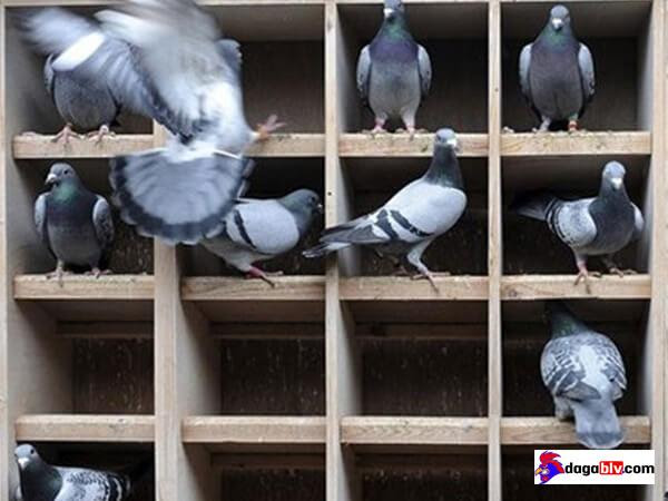 Cách nuôi bồ câu thả rong như thế nào mới hiệu quả nhất 2 Cách nuôi bồ câu thả rong như thế nào mới hiệu quả nhất Cách nuôi bồ câu tại nhà