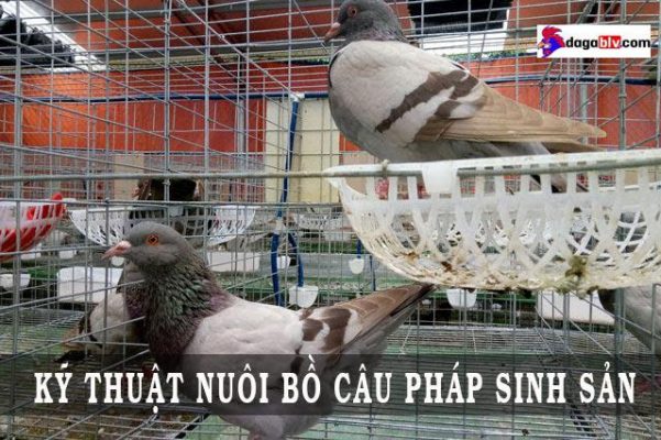 ky thuat nuoi bo cau phap sinh san 1