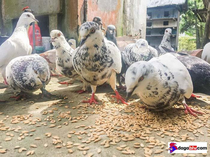 Lựa chọn giống bồ câu Pháp sao cho đạt chuẩn chất lượng