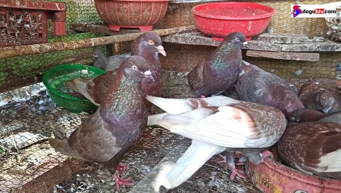 Kỹ thuật nuôi bồ câu pháp ăn gì?