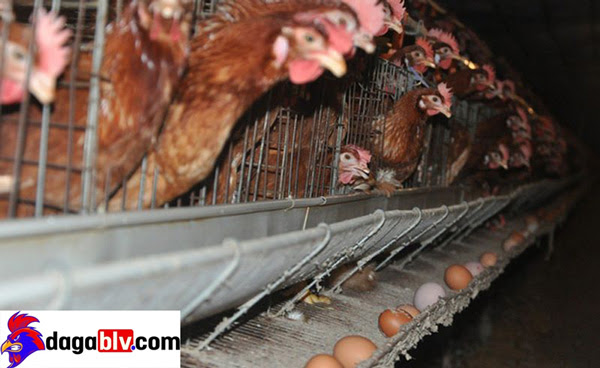 Kỹ thuật nuôi gà đẻ trứng hiện đại giúp bà con kiếm tiền tỷ mỗi năm 9 Kỹ thuật nuôi gà đẻ trứng hiện đại giúp bà con kiếm tiền tỷ mỗi năm Kỹ thuật nuôi gà siêu trứng bằng việc dựng chuồng