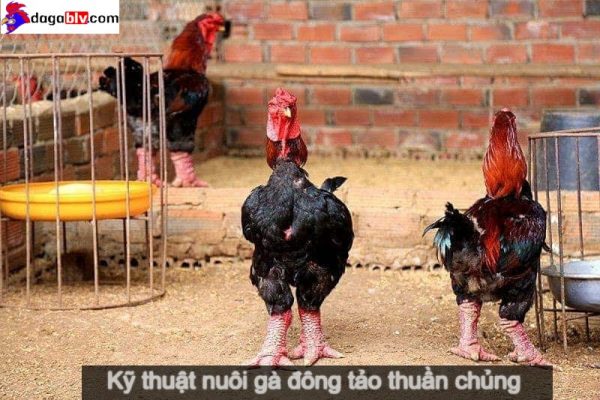 Kỹ thuật nuôi gà đông tảo