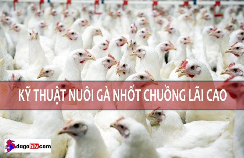 Kỹ thuật nuôi gà nhốt chuồng