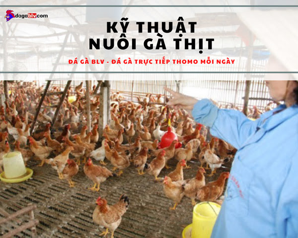 Kỹ thuật nuôi gà thịt