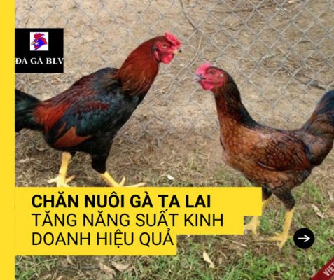 GÀ TA LAI