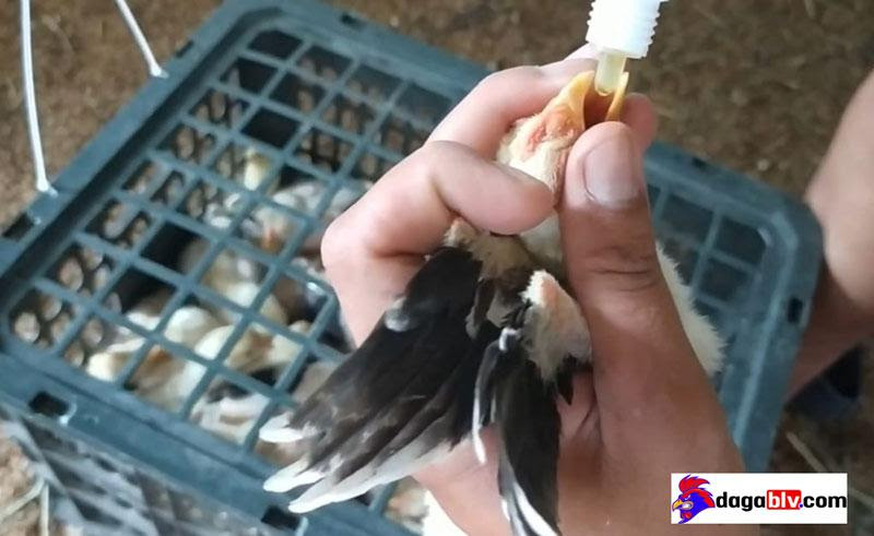 Những Loại Vacxin Cho Gà Con Mới Nở Hiệu Quả Nhất Hiện Nay 12 Những Loại Vacxin Cho Gà Con Mới Nở Hiệu Quả Nhất Hiện Nay Lịch vacxin cho gà đẻ