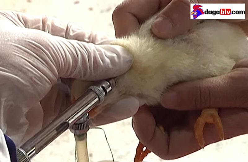 Những Loại Vacxin Cho Gà Con Mới Nở Hiệu Quả Nhất Hiện Nay 13 Những Loại Vacxin Cho Gà Con Mới Nở Hiệu Quả Nhất Hiện Nay Tiêm phòng theo đúng lịch vacxin cho gà
