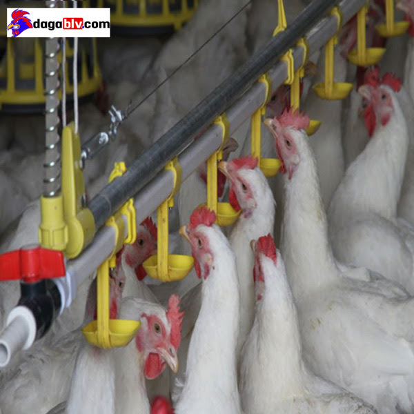 Cung cấp nước cho gà uống đầy đủ, tránh bị khó tiêu