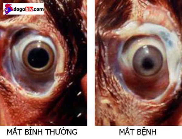 Mắt gà bình thường và mắt gà khi nhiễm bện Marek