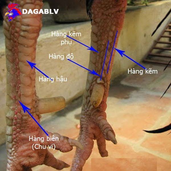 Mặt sau chân gà chọi