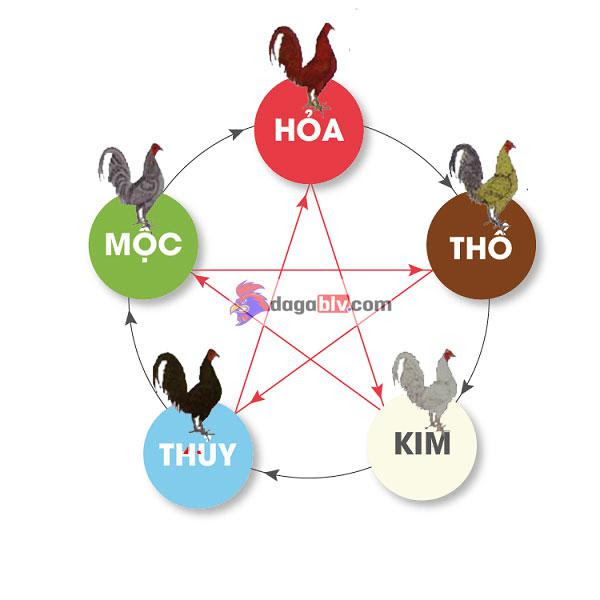 Bật Mí Tuyệt Chiêu Xem Màu Mạng Gà Đá Hôm Nay Chuẩn Xác Nhất 4 Bật Mí Tuyệt Chiêu Xem Màu Mạng Gà Đá Hôm Nay Chuẩn Xác Nhất Xem màu mạng gà đá hôm nay chính xác