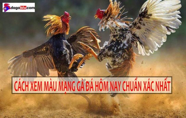 màu mạng gà đá hôm nay