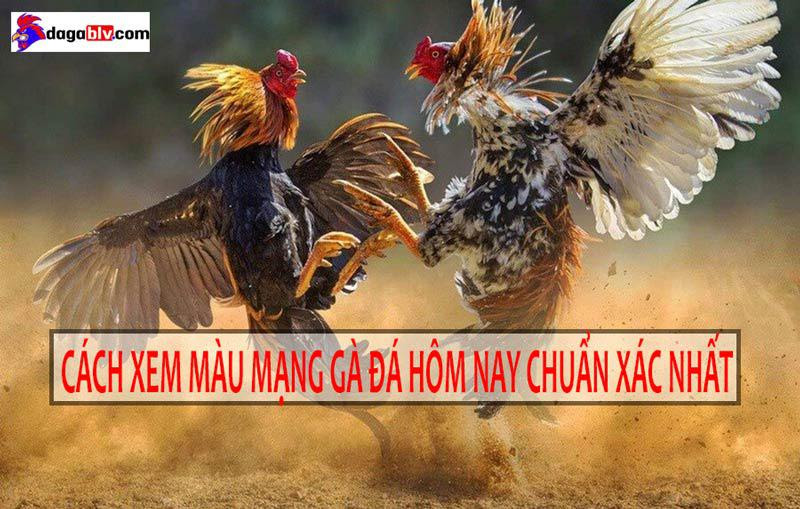Bật Mí Tuyệt Chiêu Xem Màu Mạng Gà Đá Hôm Nay Chuẩn Xác Nhất 1 Bật Mí Tuyệt Chiêu Xem Màu Mạng Gà Đá Hôm Nay Chuẩn Xác Nhất Tuyệt chiêu xem màu mạng gà đá hôm nay dành cho anh em sư kê