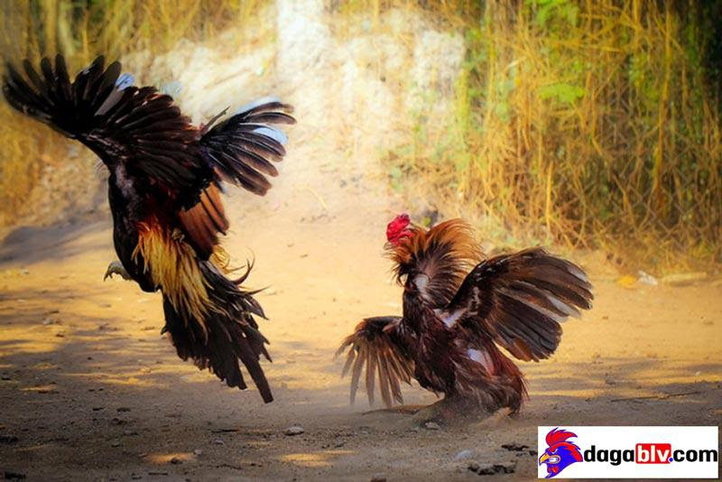 Bật Mí Tuyệt Chiêu Xem Màu Mạng Gà Đá Hôm Nay Chuẩn Xác Nhất 7 Bật Mí Tuyệt Chiêu Xem Màu Mạng Gà Đá Hôm Nay Chuẩn Xác Nhất Màu mạng gà đá hôm nay mà đạo thành công