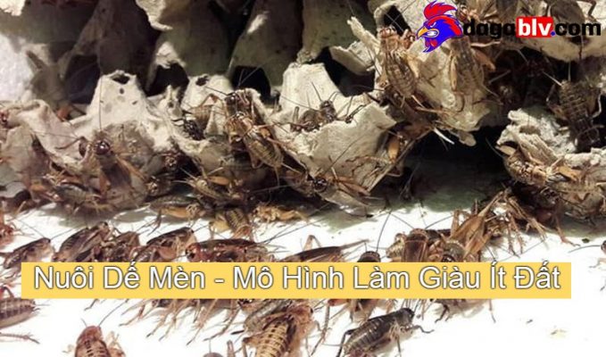 Nuôi Dế Mèn - Mô Hình Làm Giàu Ít Đất Hiện Nay
