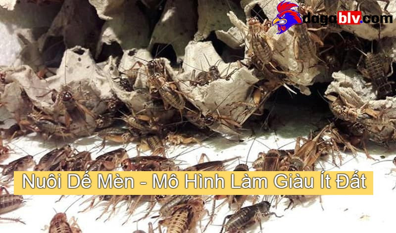 Nuôi Dế Mèn - Mô Hình Làm Giàu Ít Đất Hiện Nay