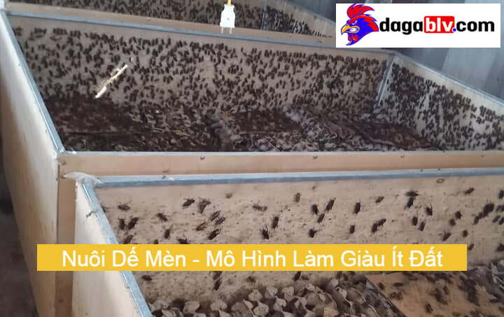 Cách nhận biết dế đực và dế cái