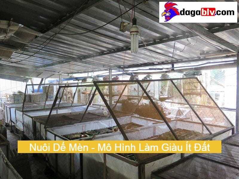 Làm chuồng cho dế mèn