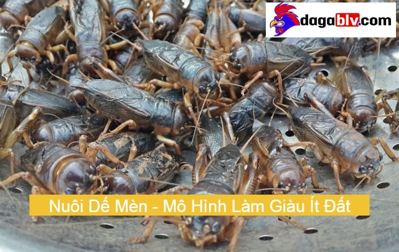 Chăm sóc dế mèn