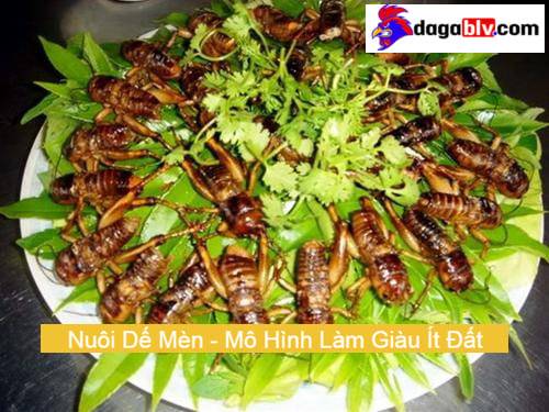 Các món ăn chế biến cho dế mèn