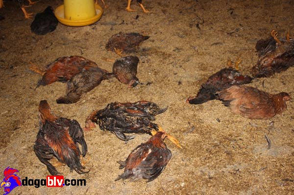 Phòng bệnh ORT ở gà