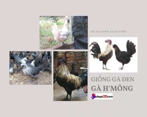gà H'Mông