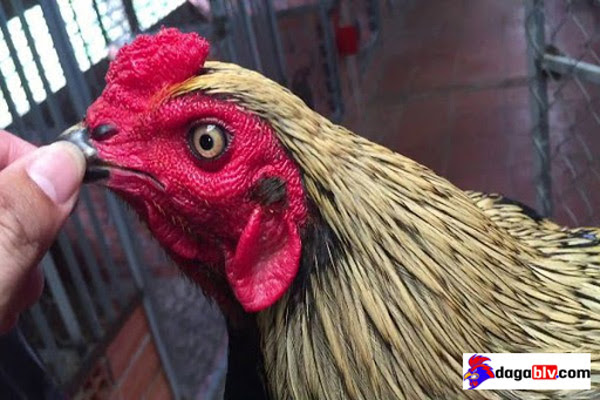Cách xem tướng gà đá qua Mào gà