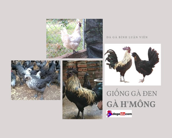 Gà H'Mông thuần chủng