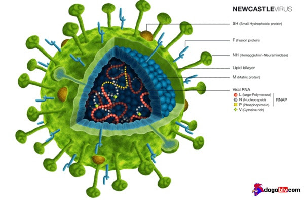 Virus họ Paramyxoviridae gây bệnh Newcastle ở gà