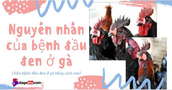 Nguyên nhân bệnh đầu đen ở gà 