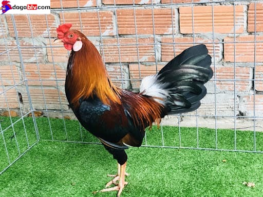 Hình ảnh về những chú gà cọp