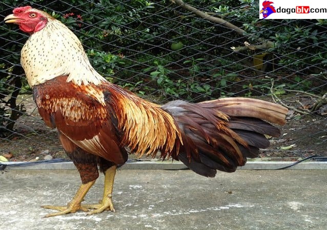 Hình ảnh gà cọp siêu đẹp