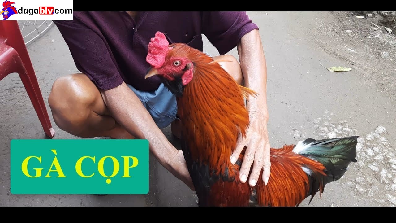 Các tiêu chí quan trọng trong việc lựa chọn gà cọp