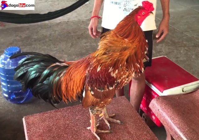 Giá trị nổi bật của những chú gà cọp