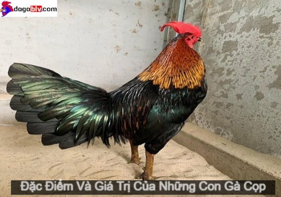 Những con gà cọp