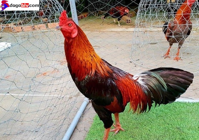 Những chú gà cọp cần được chú ý chăm sóc