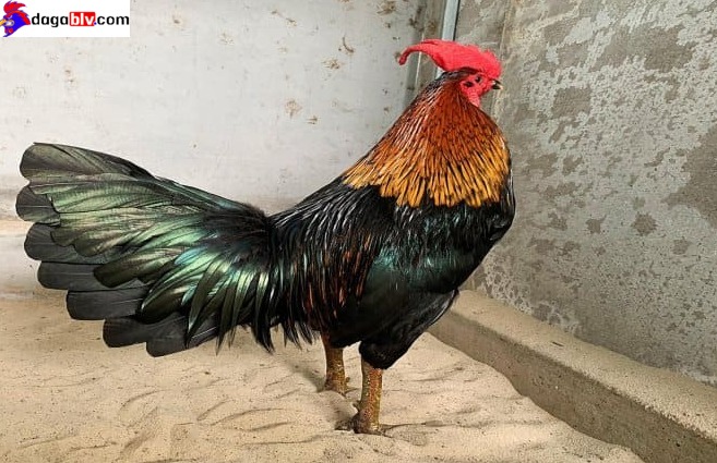 Gà cọp - Những trận gà của Phúc Bình Dương