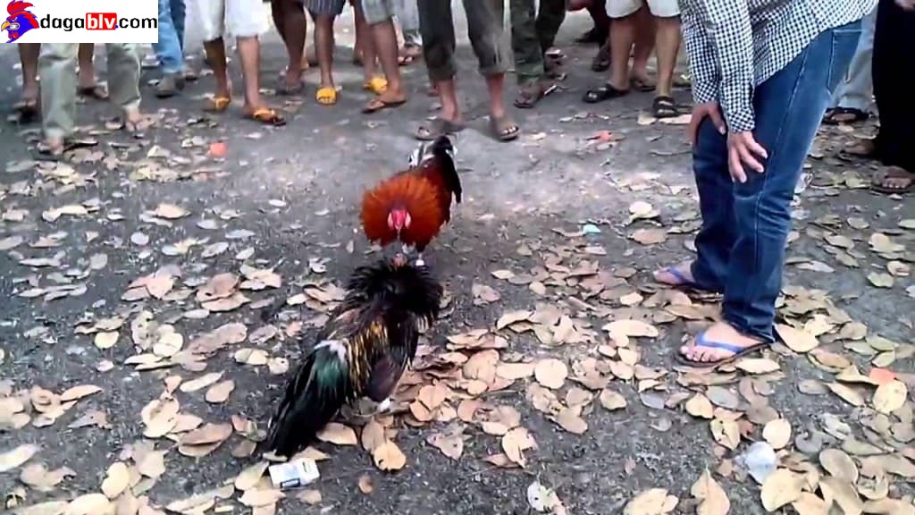 Sơ lược về những chú gà cọp 