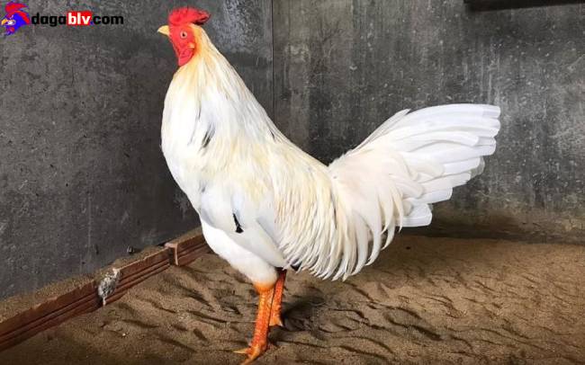 Đặc điểm những con gà cọp