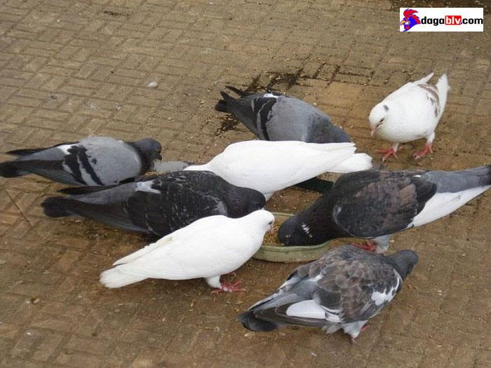 Cách nuôi bồ câu thả rong như thế nào mới hiệu quả nhất 5 Cách nuôi bồ câu thả rong như thế nào mới hiệu quả nhất Cách nuôi bồ câu không bỏ đi