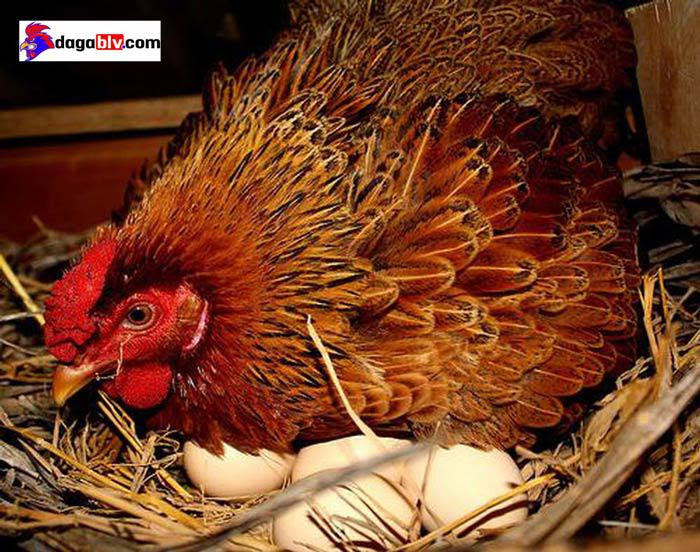 Nuôi gà lấy trứng bằng cách sử dụng thuốc kích trứng