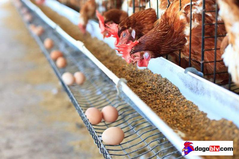 Chuồng trại nuôi gà lấy trứng