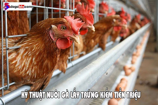 Kỹ thuật nuôi gà lấy trứng