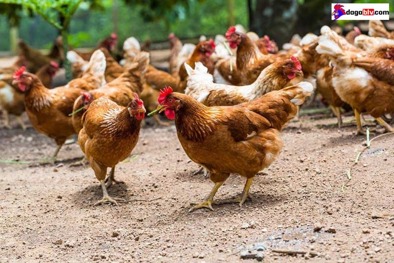 Thời gian xuất chuồng của gà thả vườn