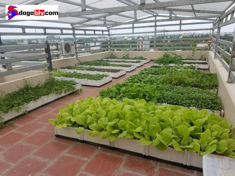 Trồng rau canh để tận dụng tối đa nguồn thức ăn và phân bón cho rau trồng