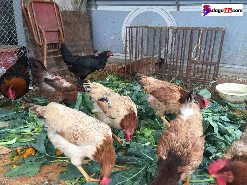 Có nên kết hợp nuôi rau và gà trên sân thượng?